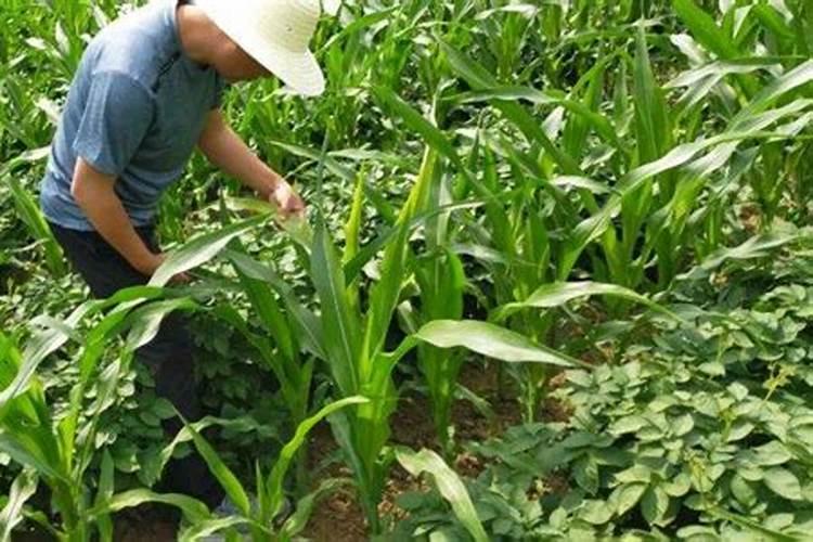 春耕大地是代表什么生肖,原文解答梳理