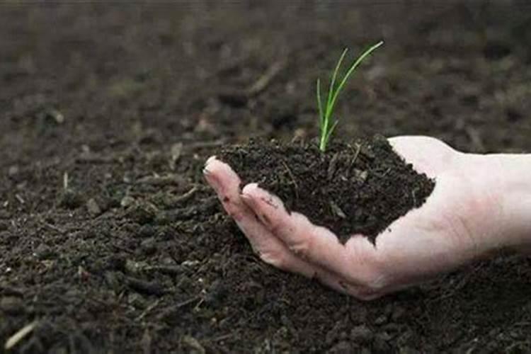 怎样给茶叶喷施叶面肥？ 敌百虫90%高效杀灭作物害虫小国家
