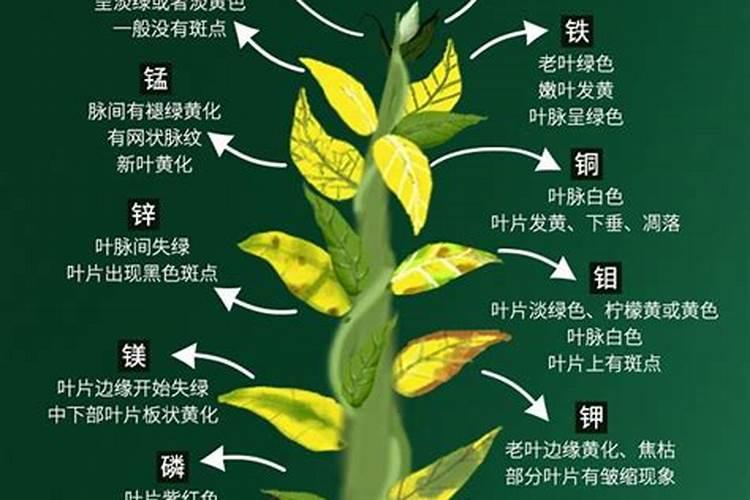 桉树用什么肥料最好