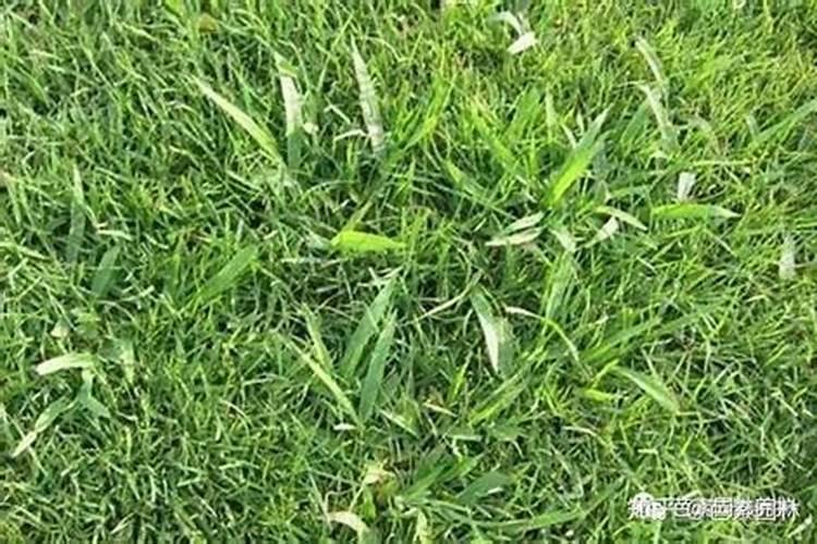 杜鹃花怎么这样难养？