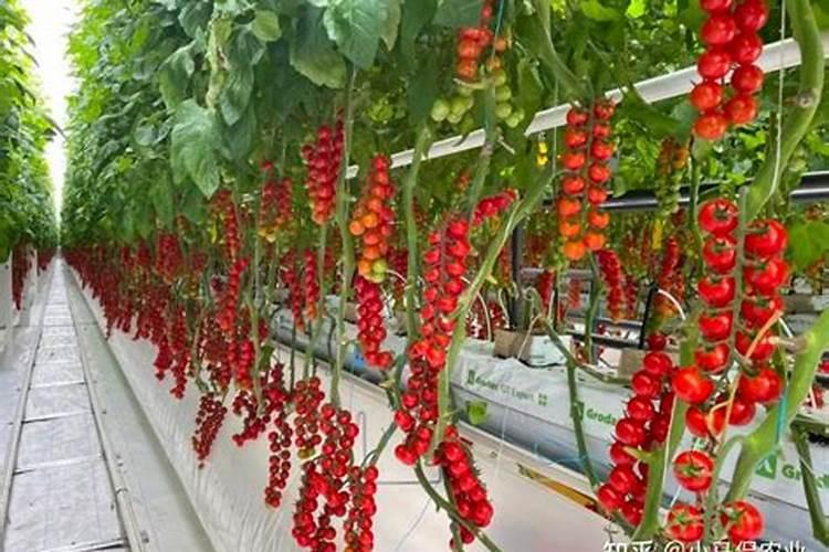 提高番茄产量需要怎么施肥 番茄施肥技巧总结