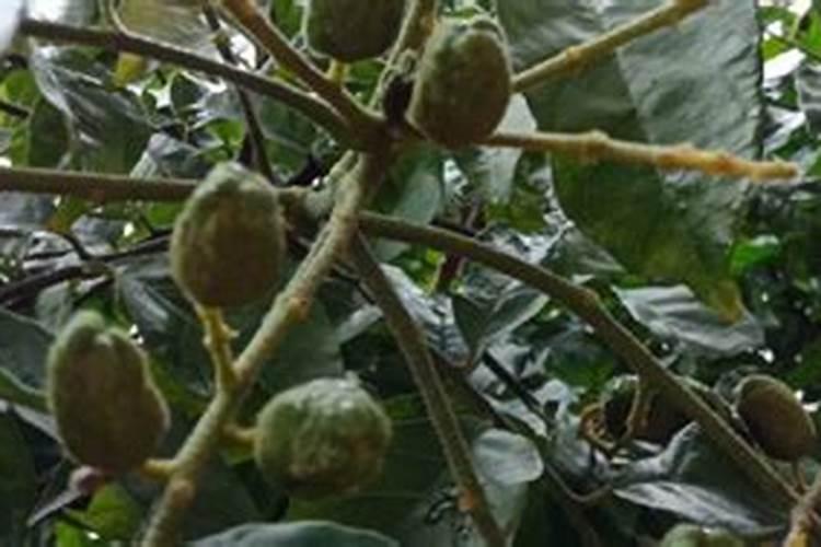 油青甜菜心的种植方法!油青甜菜心种子的栽培技术 !
