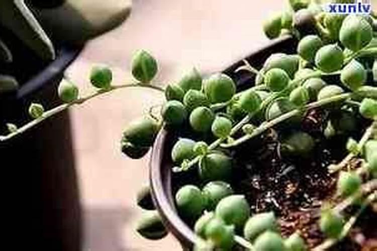 钻石翡翠植物注意事项 钻石翡翠施什么肥