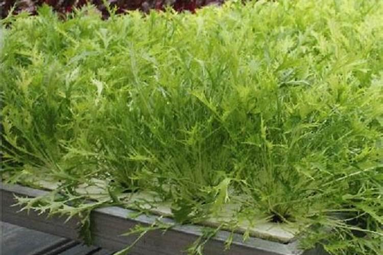 牡丹施肥用什么肥料合适 种植牡丹花四大高效肥料