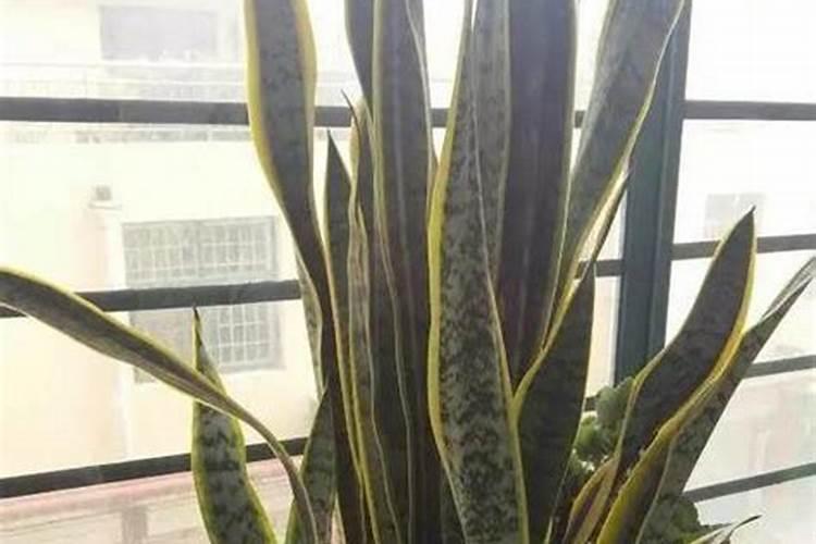 玉米水溶肥的使用方法