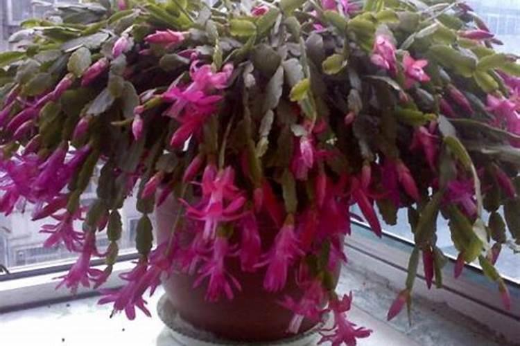 养了十几年的蟹爪莲还能开花吗？