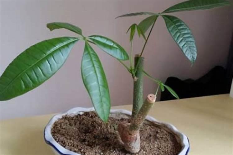 石榴花春季养殖方法(春季养护攻略,如何养殖出美丽的石榴花)