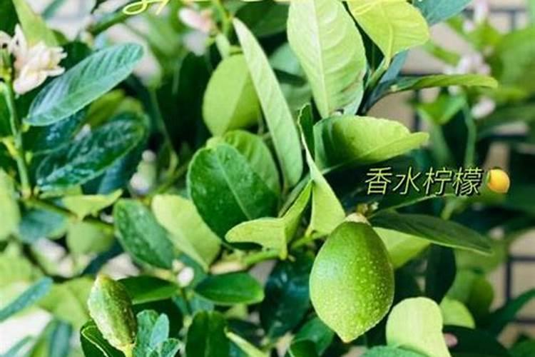 蓝莓种植还要弄大棚吗