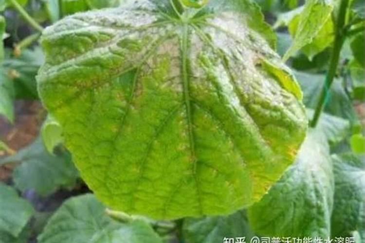 水溶肥是什么肥料,水溶肥怎么用效果好,注意事项