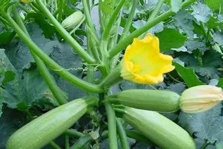 西葫芦高产使用鱼蛋白肥好不好