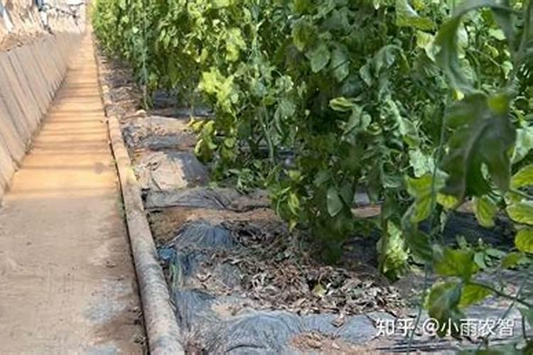 温室种植草莓在使用钙肥时,都有哪些注意事项？