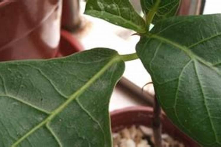 想要土豆高产该如何施肥 使用什么肥料好