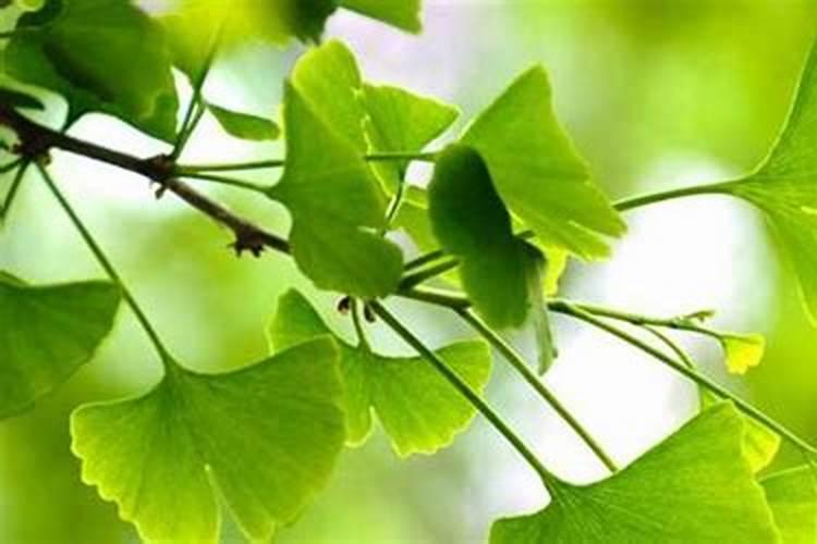 杨树什么时候施肥最好？