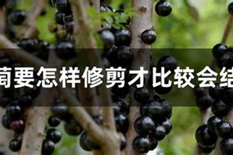 葡萄上色期用什么肥料好 施肥注意事项有哪些