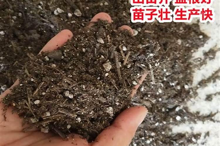 种植辣椒施什么肥好 种辣椒用什么肥料