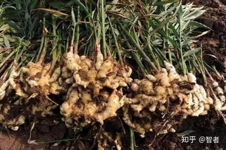 含腐植酸钾的大量元素水溶肥,时间长了腐植酸钾溶解不了是什么原因百度...