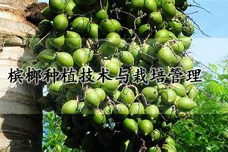 槟榔施什么肥结果多 槟榔施什么肥才能结果多