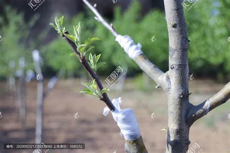 油茶嫁接为什么会出现裂皮现象？