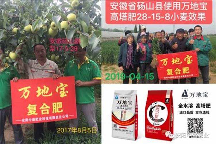 凤梨施肥的方法凤梨施肥简单方法