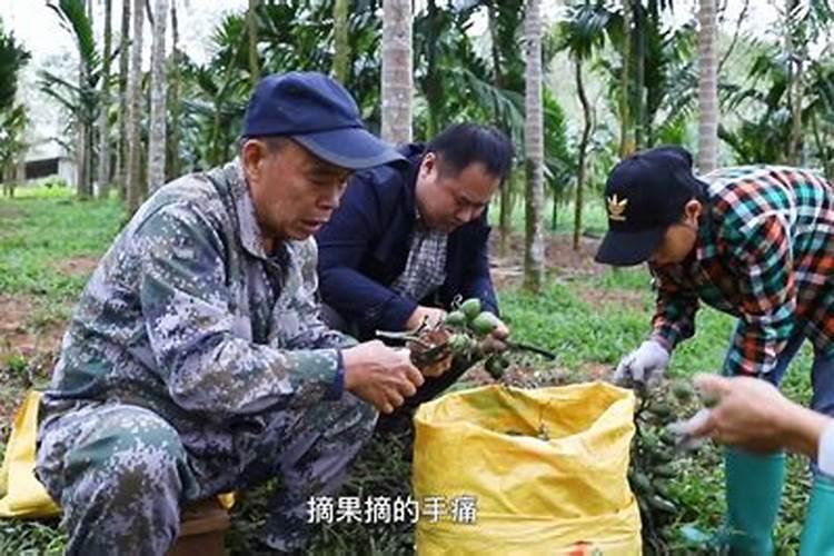 槟榔追肥方法时间 槟榔怎么施肥