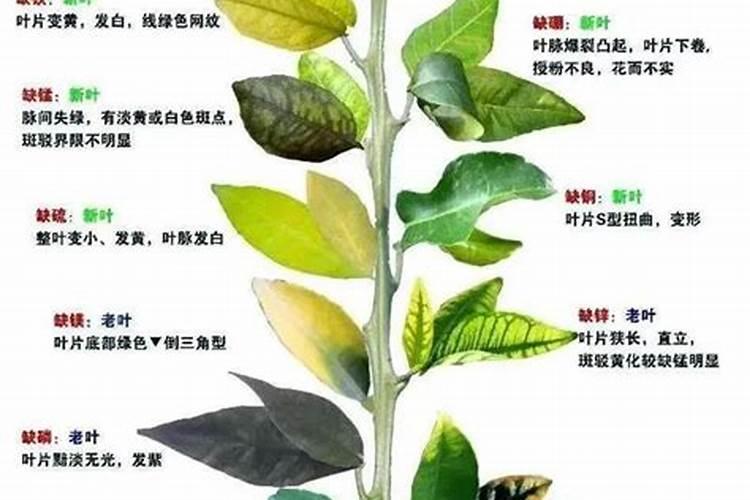 苹果树施肥最佳时间和方法及配方