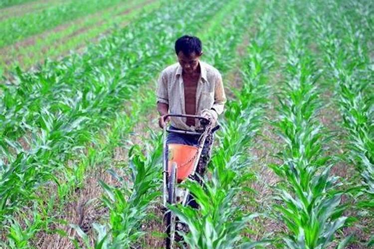 养植玉树需要什么肥料？