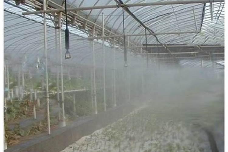 种植大棚番茄的时候,需要补充微量元素吗？