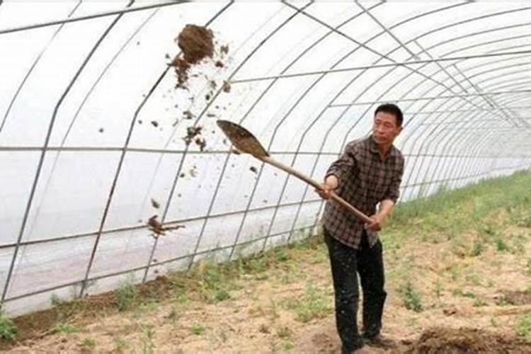 你好,请问大棚甜椒缺钙叶子和果子有什么症状？谢谢