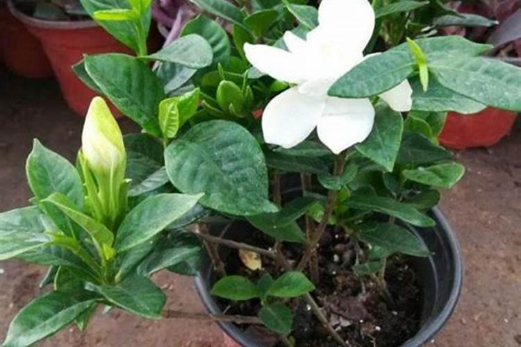 栀子花花期养护方法