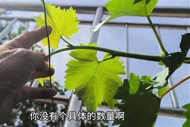 白糖腌得草莓可以放多久
