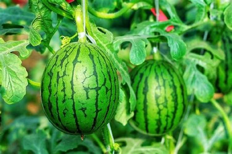 葵花什么时候施肥 葵花施肥时间介绍