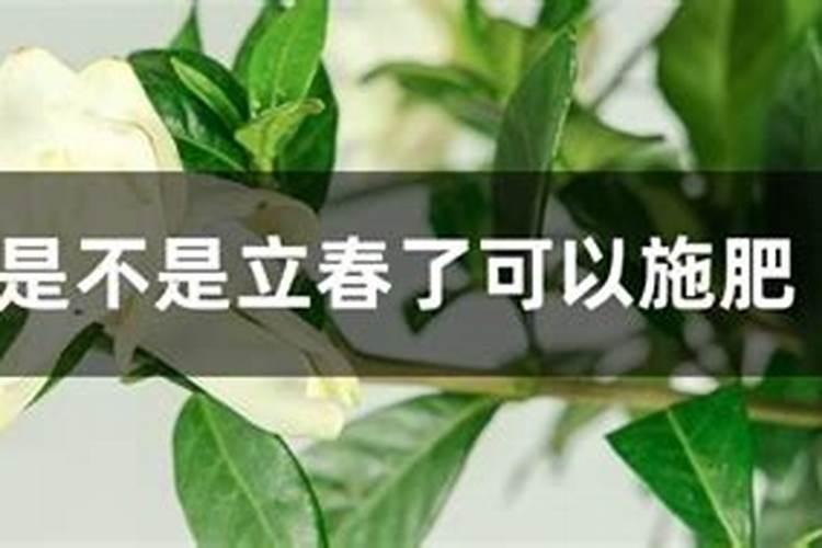 绿萝刚移栽后怎么养才好养活？