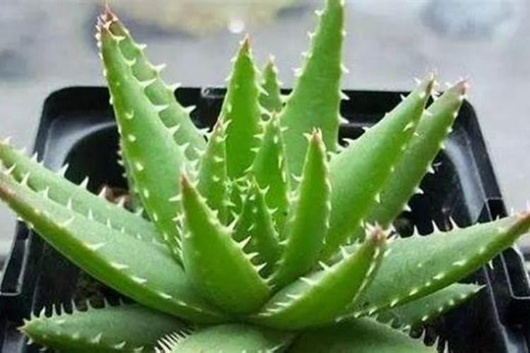 芦荟施什么肥最好