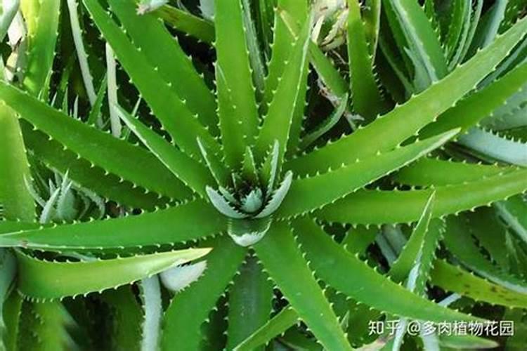 芦荟浇什么肥最好