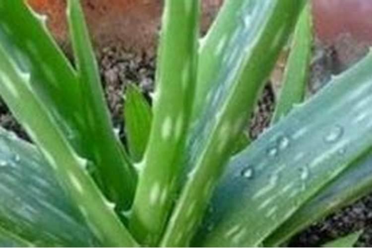种芦荟浇什么肥料长的比较好