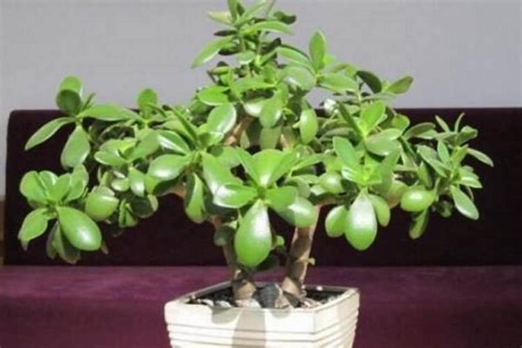 燕子掌的培植方法