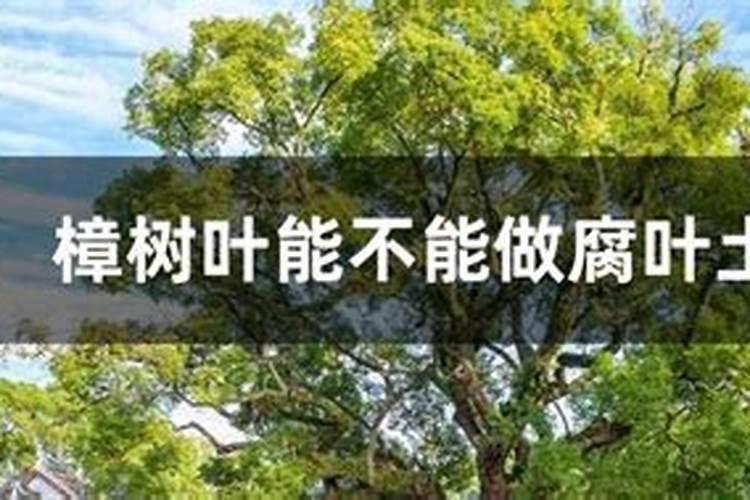 腐植酸叶面肥的具体作用是什么？什么时候用效果最好？