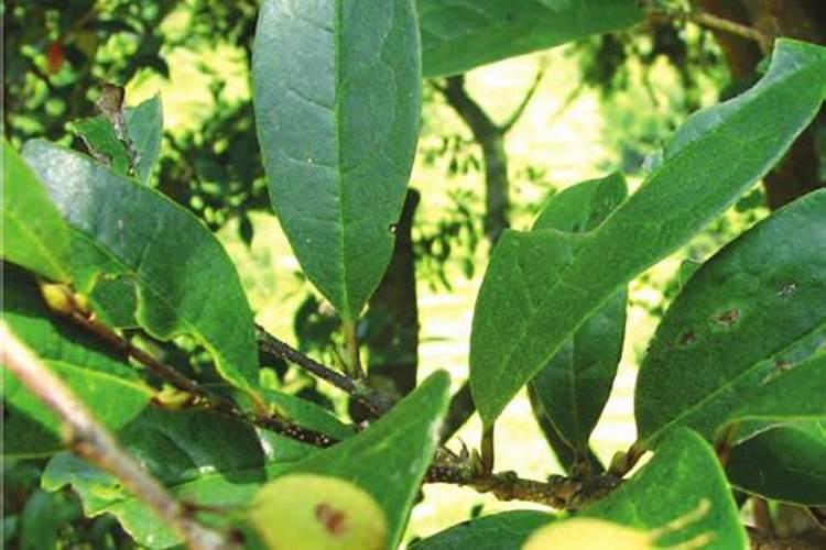 古代用花怎么做指甲油图解—百度经验