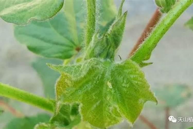 馒头如何做花肥