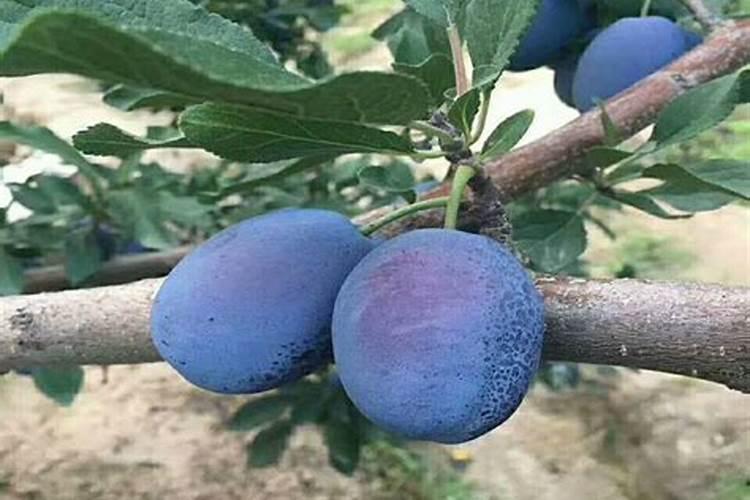 在桂林海泼5百米山区能种植西梅吗？