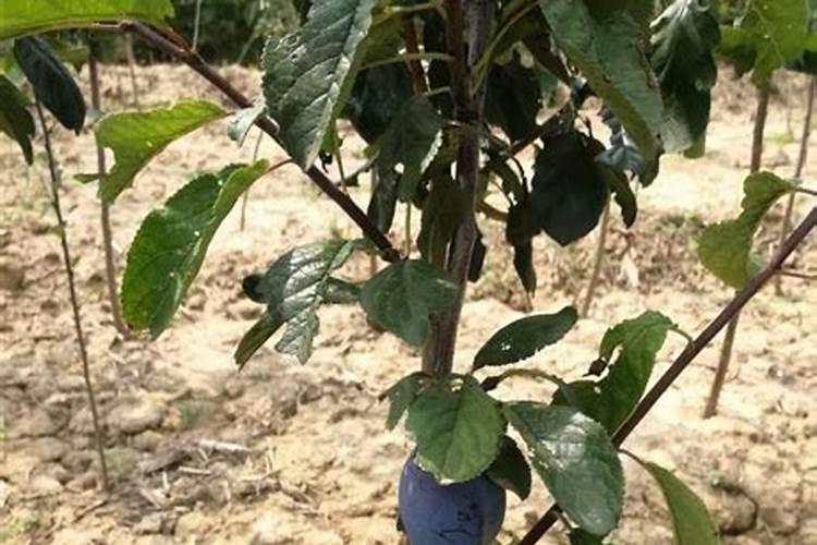 西梅怎么种植盆栽