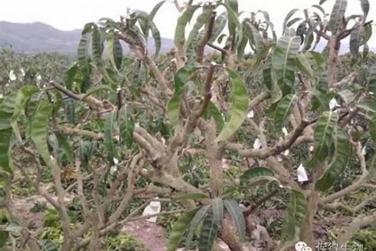 挂果以后怎样配芒果药水？