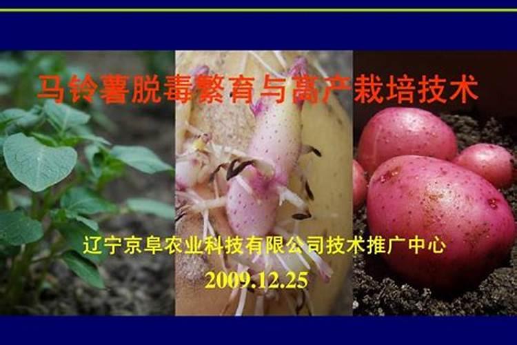 土豆的开花期管理很重要,土豆花期应该怎样管理才能高产呢？
