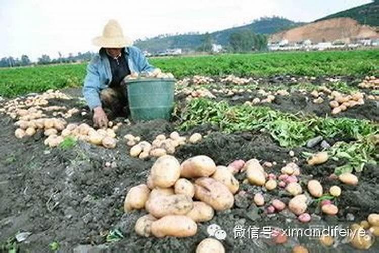 /关于土豆的种植与管理