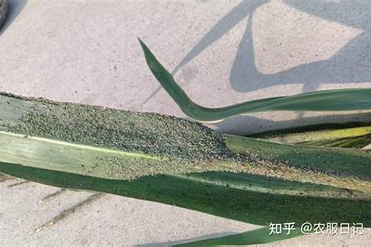 种植白菜的时候,白菜缺钾了应该怎么办？