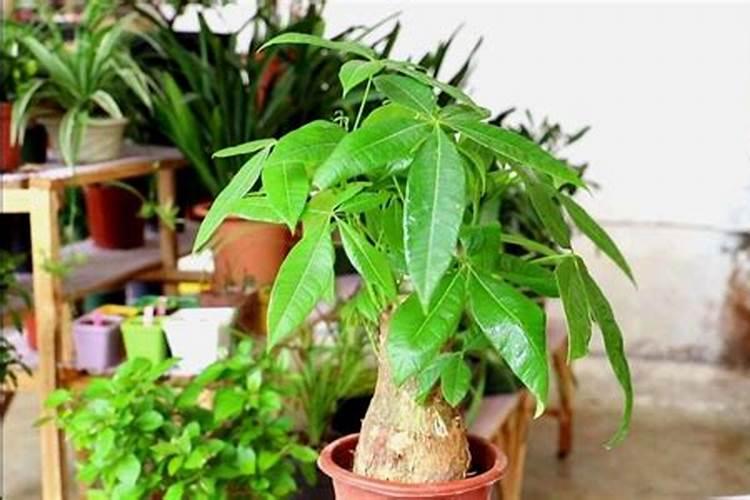 玉米一次性施肥氮磷钾怎么配合