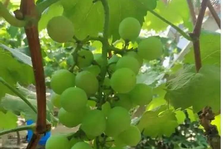 海南黄花梨树长什么样