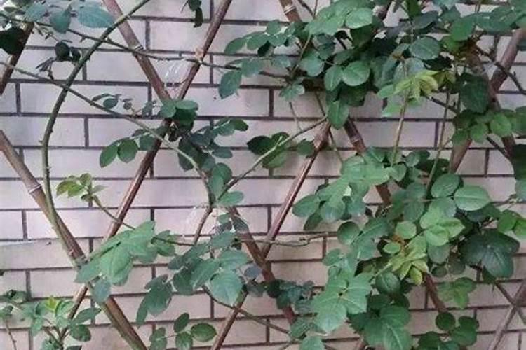 庭院适合种什么花卉 适合庭院种植的花