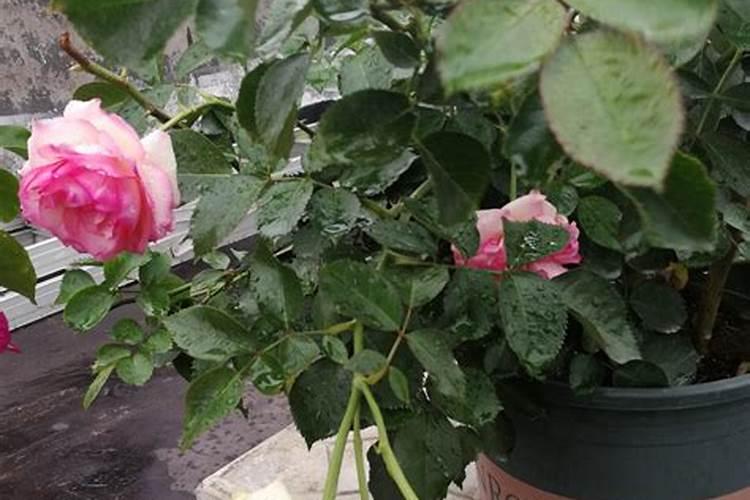 龙沙宝石爬藤月季怎么养？ 龙沙宝石爬藤月季的养殖方法