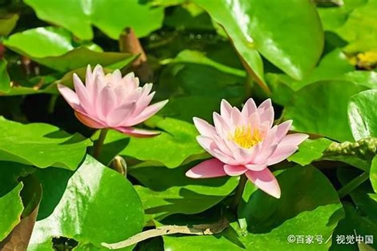 睡莲的养殖方法和注意事项